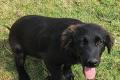Evan, a.d.Tierschutz, sucht Happy-Home