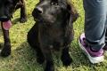 Evan, a.d.Tierschutz, sucht Happy-Home