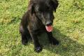 Evan, a.d.Tierschutz, sucht Happy-Home