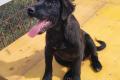 Evan, a.d.Tierschutz, sucht Happy-Home