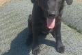 Evan, a.d.Tierschutz, sucht Happy-Home