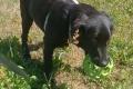 Evan, a.d.Tierschutz, sucht Happy-Home