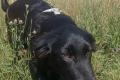 Evan, a.d.Tierschutz, sucht Happy-Home