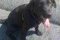 Evan, a.d.Tierschutz, sucht Happy-Home