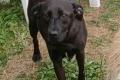 Farah, a.d.Tierschutz, sucht liebes Happy-Home