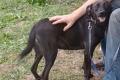 Farah, a.d.Tierschutz, sucht liebes Happy-Home