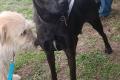 Farah, a.d.Tierschutz, sucht liebes Happy-Home