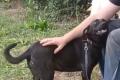 Farah, a.d.Tierschutz, sucht liebes Happy-Home
