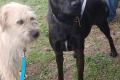 Farah, a.d.Tierschutz, sucht liebes Happy-Home
