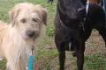 Farah, a.d.Tierschutz, sucht liebes Happy-Home