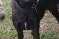 Farah, a.d.Tierschutz, sucht liebes Happy-Home
