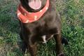 Farah, a.d.Tierschutz, sucht liebes Happy-Home