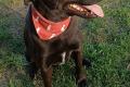 Farah, a.d.Tierschutz, sucht liebes Happy-Home