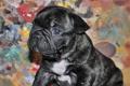 Französisch Bulldog Welpen frei atmenden / mit Papieren