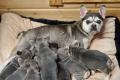 Französische Bulldoggen bezaubernde Welpen suchen ihr Zuhause