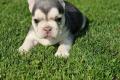 Französische Bulldoggen bezaubernde Welpen suchen 
