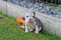 Französische Bulldoggen bezaubernde Welpen suchen 