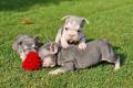 Französische Bulldoggen bezaubernde Welpen suchen 