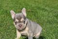 Französische Bulldoggen bezaubernde Welpen suchen 