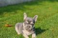 Französische Bulldoggen bezaubernde Welpen suchen 