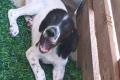 Gaby, a.d.Tierschutz, möchte liebes Happy-Home