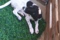 Gaby, a.d.Tierschutz, möchte liebes Happy-Home