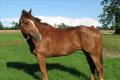 Gesunde und gut ausgebildete Quarter Horse zu verkaufen