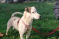 Gipsy, a.d.Tierschutz, sucht Terrier Liebhaber