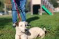 Gipsy, a.d.Tierschutz, sucht Terrier Liebhaber