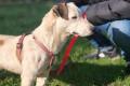Gipsy, a.d.Tierschutz, sucht Terrier Liebhaber