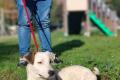 Gipsy, a.d.Tierschutz, sucht Terrier Liebhaber