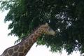 Giraffe als Deko für deinen Garten ...
