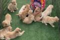 Golden Retriever Welpen
