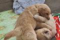 Golden Retriever Welpen