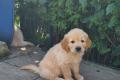 Golden Retriever Welpen