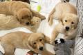 Golden Retriever Welpen