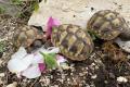 Griechische Landschildkröten aus ganzjähriger Freilandhaltung