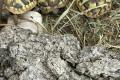 Griechische Landschildkröten aus ganzjähriger 