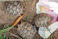 Griechische Landschildkröten THB Ostrasse Nachzuchten aus 2018
