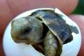 Griechische Landschildkrötenbabies 2023