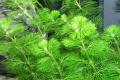 Haarnixe - Grüne Cabomba, Aquariumpflanze (Versand)