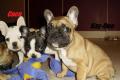 Halt !! Süße Französische Bulldoggen Welpen in Fawn Pied / Fawn