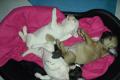 Halt !! Süße Französische Bulldoggen Welpen in 