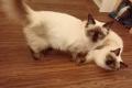 Heilige Birma Edelmix Schmuse Katzen
