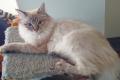 Heilige Birma Edelmix Schmuse Katzen