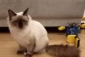 Heilige Birma Edelmix Schmuse Katzen