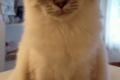Heilige Birma Edelmix Schmuse Katzen