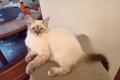 Heilige Birma Edelmix Schmuse Katzen