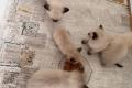 Heilige Birma Kitten suchen ein Zuhause