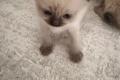 Heilige Birma Kitten suchen ein Zuhause